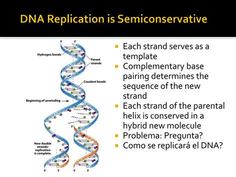 Why Is Dna Replication Called Semi-Conservative
